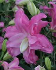 Lilia Lotus z grupy Mieszańców OR, fot. Onings