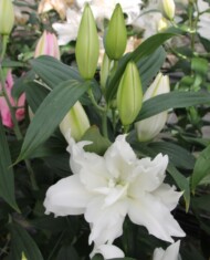 Lilia Luuk z grupy Mieszańców OR, fot. Onings