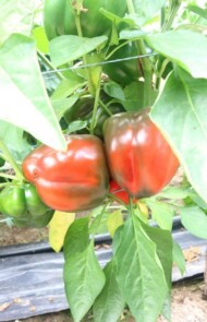 Owoce odmiany Darsena