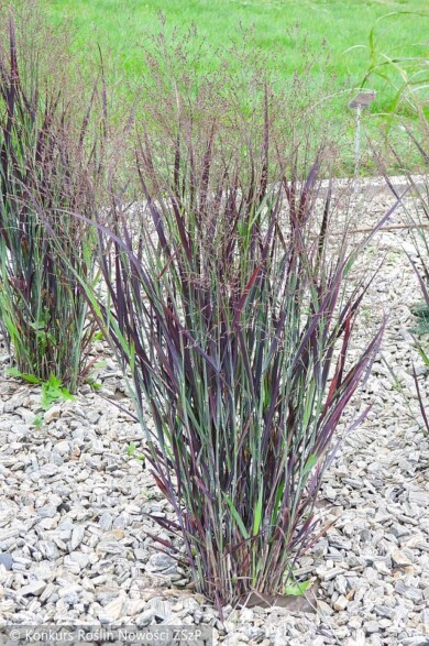 Panicum-virgatum-Nosferatu--Fot.-Konkurs-Roslin-Nowosci-ZSzP