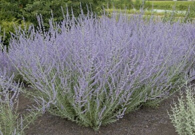 Perovskia atriplicifolia ‘Kuperba’ BLUE ARROW-fot. Plantarium-GroenDirekt 2022