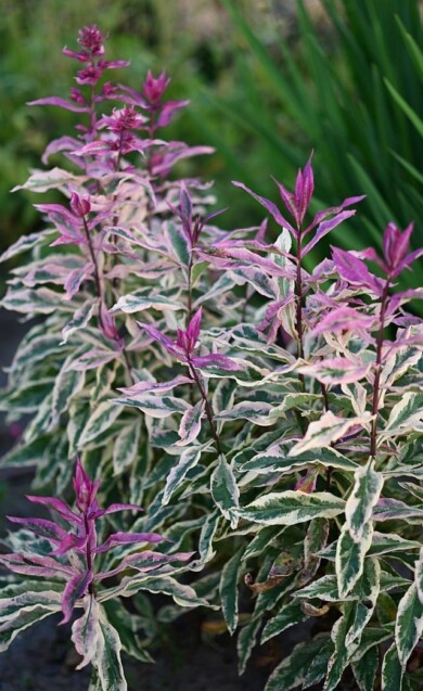 Phlox Olympus_fot. Plantarium-GroenDirekt 2022