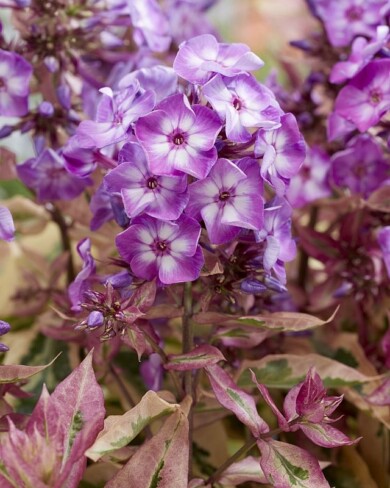 Phlox Olympus_fot. Plantarium-GroenDirekt 2022