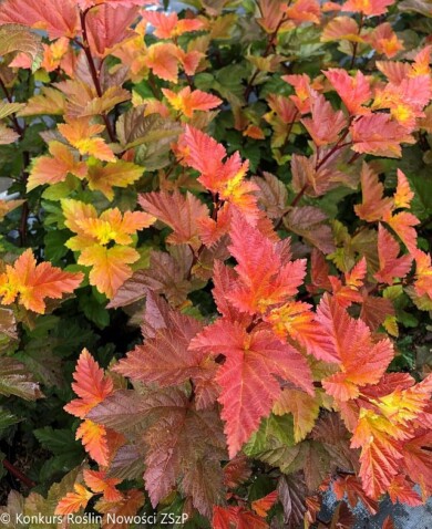 Physocarpus-opulifolius-MAGIC-BALL--Fot.-Konkurs-Roslin-Nowosci-ZSzP