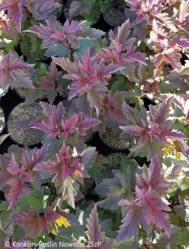 Physocarpus-opulifolius-MAGIC-BALL--Fot.-Konkurs-Roslin-Nowosci-ZSzP