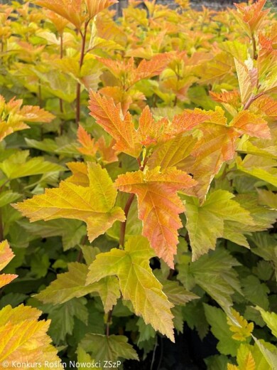 Physocarpus-opulifolius-MAGIC-BALL--Fot.-Konkurs-Roslin-Nowosci-ZSzP