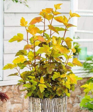 Physocarpus opulifolius ‘LP1’ MAGIC BALL_fot. Plantarium-GroenDirekt 2022_
