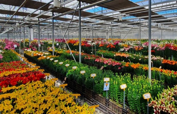 Dutch Lily Days, Onings Holland Flowerbulbs