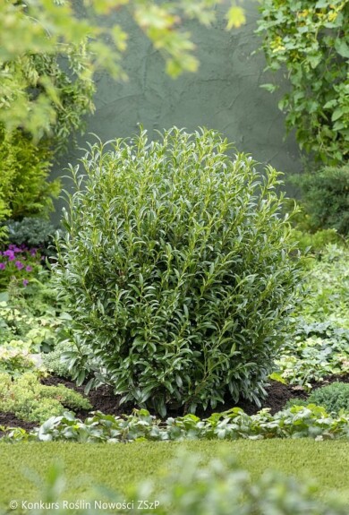 Prunus-laurocerasus-SOFIA-Zsofi--Fot.-Konkurs-Roslin-Nowosci-ZSzP