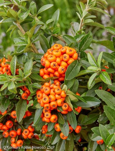 Pyracantha coccinea ‘Orange Star--Fot.-Konkurs-Roslin-Nowosci-ZSzP
