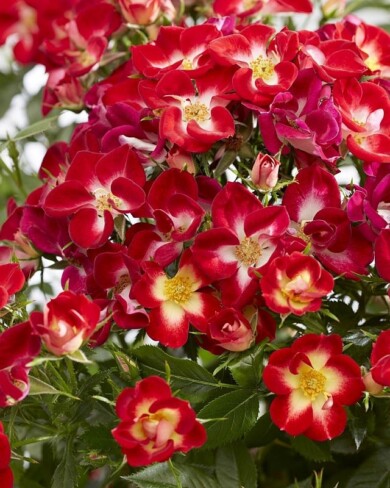 Rosa Everglow Ruby-fot. Plantarium-GroenDirekt 2022