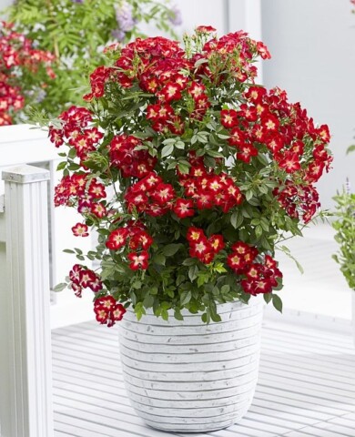 Rosa Everglow Ruby-fot. Plantarium-GroenDirekt 2022