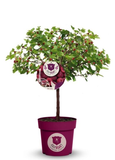 Malina ‘Hararasp’ RASPBEARY_fot. Plantarium-GroenDirekt 2022_