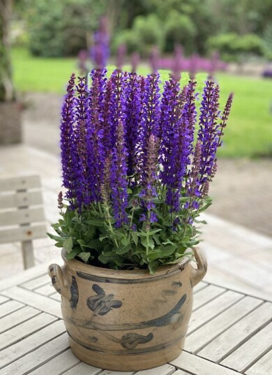 Salvia sylvestris ‘GRUSALRP’ RIANNE PURPLE -fot. Plantarium-GroenDirekt 2022