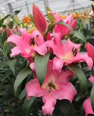 Lilia Salzburg z grupy Mieszańców OT, fot. Onings