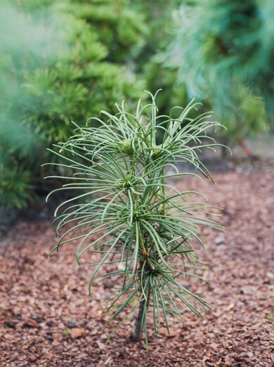 Sciadopitys-verticillata-Mr.-Bean--Fot.-Konkurs-Roslin-Nowosci-ZSzP