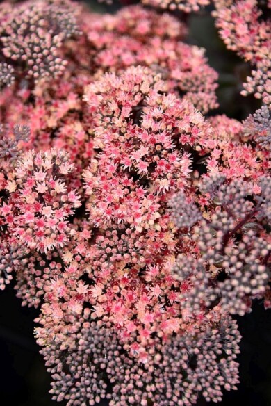 Sedum telephium ‘Olek 6’ GLOBE PINK-fot. Plantarium-GroenDirekt 2022