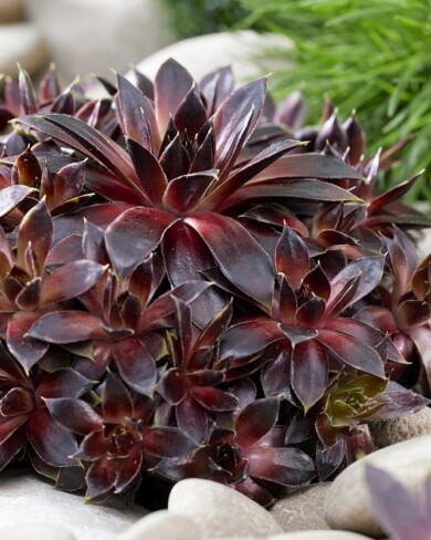 Sempervivum arachnoideum ‘Belsemmag1’ COCONUT CRYSTAL-fot. Plantarium-GroenDirekt 2022
