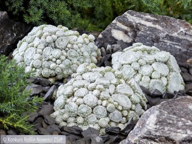 Sempervivum arachnoideum ARCTIC WHITE--Fot.-Konkurs-Roslin-Nowosci-ZSzP