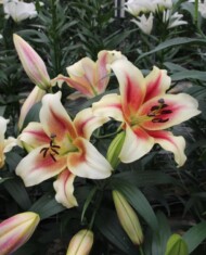 Lilia Touch of Glory z grupy Mieszańców OT, fot. Onings