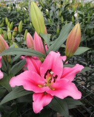 Lilia Trocadero z grupy Mieszańców OT, fot. Onings