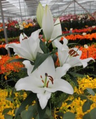 Lilium Unity z grupy Mieszańców OT, fot. Onings