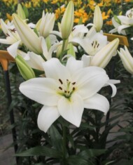 Lilia Volvic (TA), fot. Onings Holland Flowerbulbs