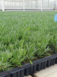 Lawenda wąskolistna - materiał wyjściowy, polecany do uprawy w doniczkach 17-centymetrowych, fot. Plantpol