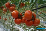 Regularne grona pomidora czerwonego Eyre RZ