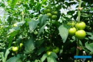 Pomidor Eyre RZ - dobre zawiązywanie owoców w kolejnych gronach w pełni lata, pozostawia się w nich po 4 owoce