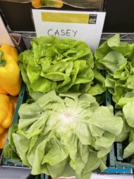 Sałata masłowa Casey