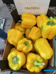 Papryka Calcio