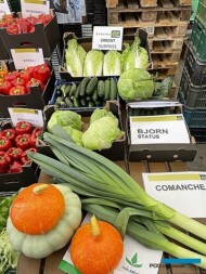 Ekspozycja odmian warzyw z oferty firmy Enza Zaden