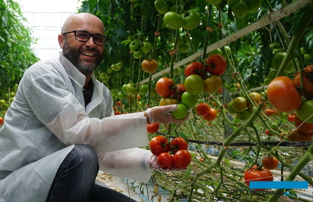 Marcin Mech z firmy Rijk Zwaan przez cały sezon obserwuje uprawy pomidora Eyre RZ w różnych lokalizacjach