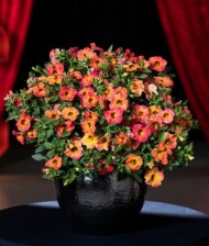 Calibrachoa Cabaret® Special Apricot_fot. Florensis