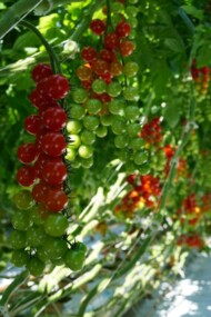 Pomidor typu cherry DR0607TC