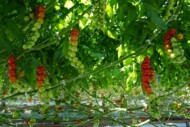 Pomidor typu cherry DRC564