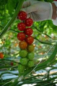 Pomidory typu cherry DRC564