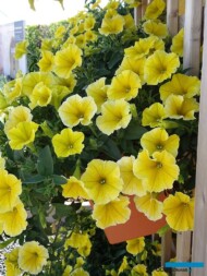 petunia Bee's Knees w Hendrik-Ido-Ambacht_fot. A-Cecot