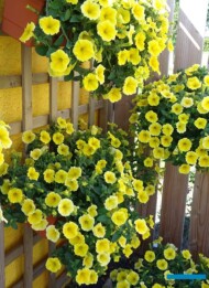 petunia Bee's Knees w Hendrik-Ido-Ambacht_fot. A-Cecot