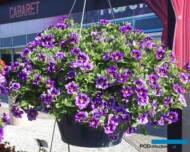 Calibrachoa Cabaret® Special Bumblebee Blue, fot. A. Cecot