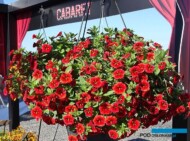 Calibrachoa Cabaret® Special Red Kiss_fot.-A-Cecot