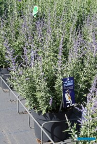 Perovskia atriplicifolia Bluesette podczas FlowerTrials 2022 (połowa czerwca), fot. A. Cecot