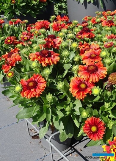 Gaillardia aristata Guapa Red, fot. A. Cecot