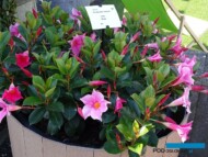 Mandevilla Diamantina Jade Rose, fot. A. Cecot