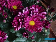 Chryzantema 'Pola Negri', fot. A. Cecot
