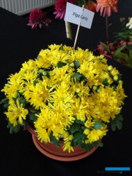 Chryzantema 'Pipe Gardy', fot. A. Cecot