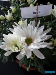 Chryzantema 'Brda_m_fot.-A.Cecot