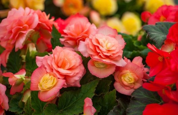 Begonia tuberhybrida Limitless Sunset, fot. Syngenta Flowers