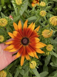 Rudbeckia hirta Rudy Sunset, fot. M. Federowicz